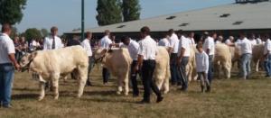 Concours d'Élevage bovins en Nièvre