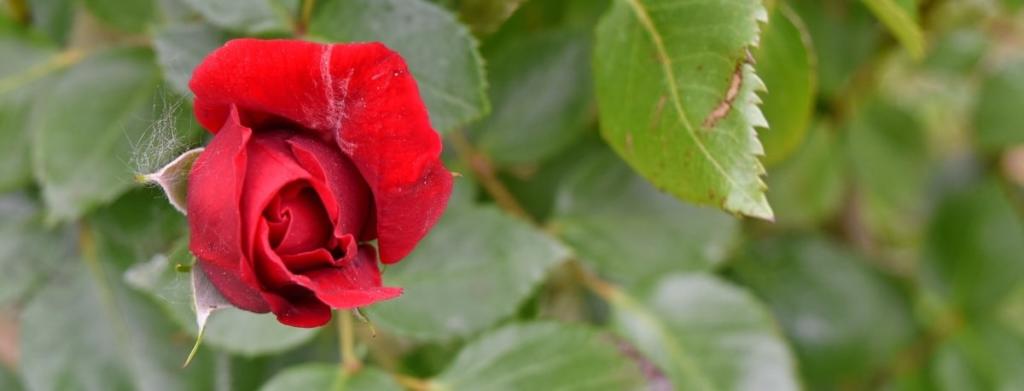 rose rouge sur fond de feuillage