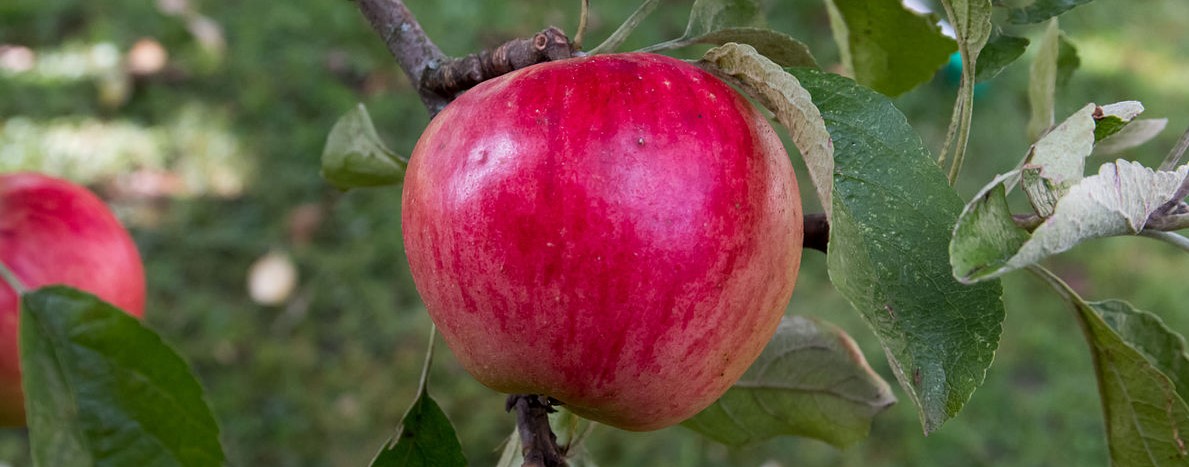 Photo d'une pomme rouge accrochée à l'arbre