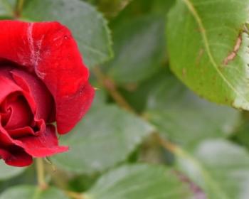 rose rouge sur fond de feuillage