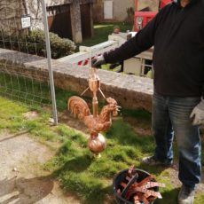 le coq au sol