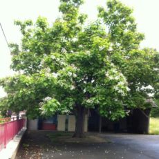 arbre dans la cours